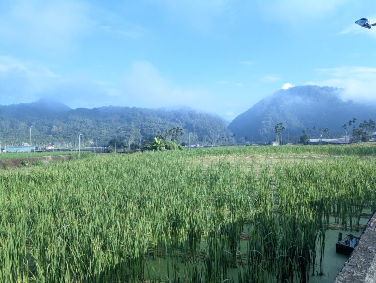 南投埔里山間的茭白筍田區實景