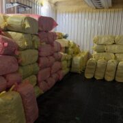 完成分級的埔里茭白筍進入低溫空間等待包裝出貨