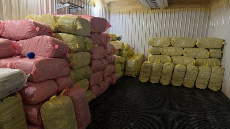 完成分級的埔里茭白筍進入低溫空間等待包裝出貨