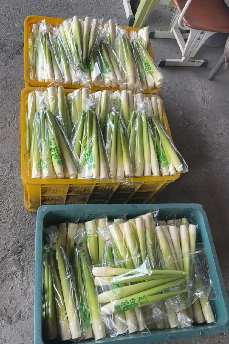 埔里茭白筍完成分級後進行袋裝
