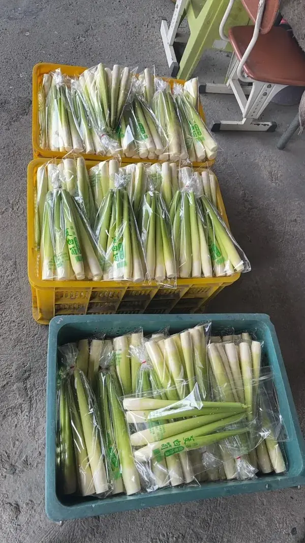 埔里茭白筍依粗細整理分裝實拍